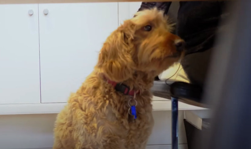 dog